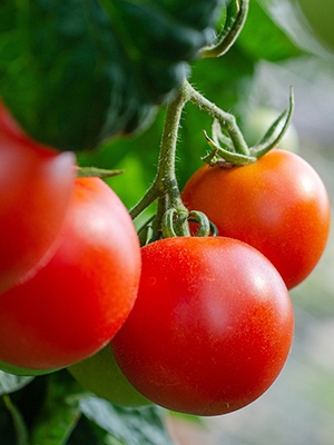 Tomates Le verger des P'tits Délices